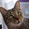 Avatar of tabby01