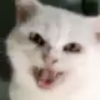 Avatar of squishylegs