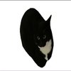 Avatar of lolexxxxxl