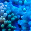 Avatar of Reefs Unknown