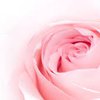 Avatar of 🌹 Rose 🌹