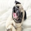 Avatar of Pugjug87