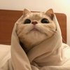 Avatar of myacha