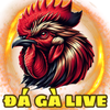 Avatar of Đá Gà Live