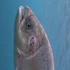 Avatar of salmon