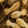 Avatar of Termite inspection Gold Coast