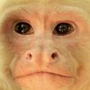 Avatar of Zapish
