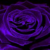 Avatar of angelgrace8