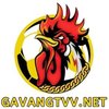 Avatar of GaVangTV