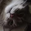 Avatar of Abelfogaddmael