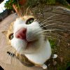 Avatar of cat9987