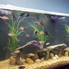 Avatar of Under the Sea Aquatics | Fish Store | Fish Tanks