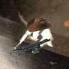 Avatar of boarhunter_55