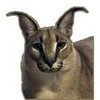 Avatar of Estonia_Floppa