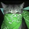 Avatar of shane