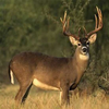 Avatar of The Big Whitetail Buck