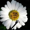 Avatar of Zeppido