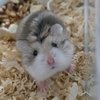 Avatar of Wilbur-Tsai