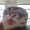 Avatar of JupiterCat