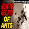 Avatar of Ants Extermination