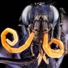 Avatar of oreganohex