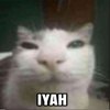 Avatar of Kucing IYAH
