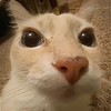 Avatar of Dosecat