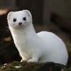 Avatar of Berrtak