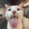 Avatar of Ilovecats_hehe