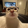 Avatar of Pinheiru