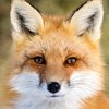 Avatar of Samuel_Fluris
