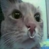 Avatar of ratstarkz