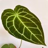 Avatar of HD Plants Wallpaper