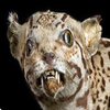 Avatar of itsameaaron65