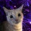 Avatar of Simoxus