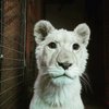 Avatar of charleneyoumans55