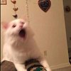 Avatar of JCMPaws