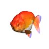 Avatar of Ranchu fish