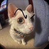 Avatar of mikiss546