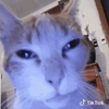Avatar of catnip606