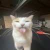 Avatar of imnikooo