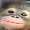 Avatar of nickelgoldeon