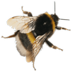 Avatar of doizy