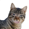 Avatar of mrglobblestomp