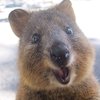 Avatar of DerpWeasel
