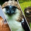 Avatar of animalsuperlatives