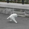 Avatar of Cat with two legs