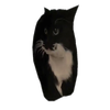 Avatar of nikaskorona