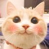 Avatar of Cute Meow