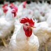 Avatar of ThatOneChicken
